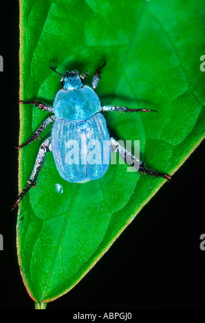 Chafer Beetle azurée, lithographie caerulea. On leaf Banque D'Images