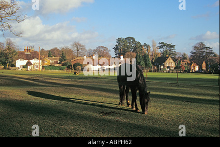 SWAN GREEN HAMPSHIRE England UK Novembre cheval noir sur le vert en face de quelques belles chaumières Banque D'Images