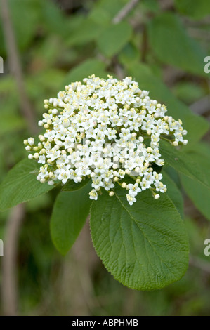 Wayfaring Tree Viburnum lantana, Camley Street Nature Park London England UK Banque D'Images