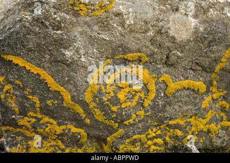 Roches avec sunburst maritime, lichen Xanthoria parietina, Isle of Harris, îles Hébrides, Ecosse, Royaume-Uni, Europe, mai Banque D'Images