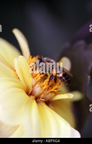 Cape Abeille nectar de fleur Dahlia jaune rassemble Banque D'Images