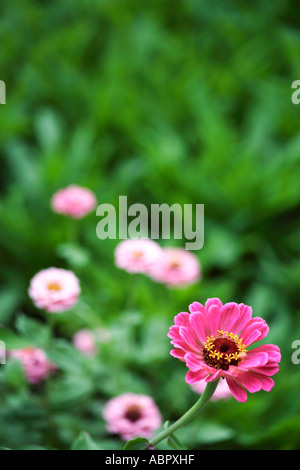 Zinnia elegans fleurs fond vert luxuriant Banque D'Images