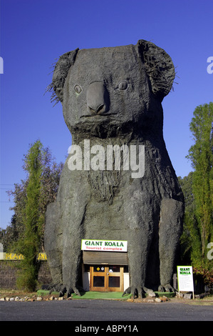 Koala géant Dadswells Bridge Victoria Australie Banque D'Images