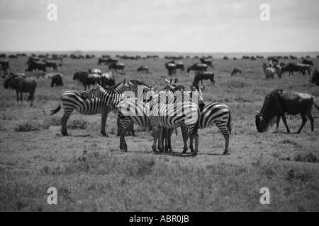 Image en noir et blanc de la migration des gnous et zèbres en Tanzanie et au Kenya Banque D'Images