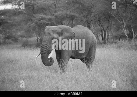 Éléphant mâle solitaire dans la brousse africaine Banque D'Images