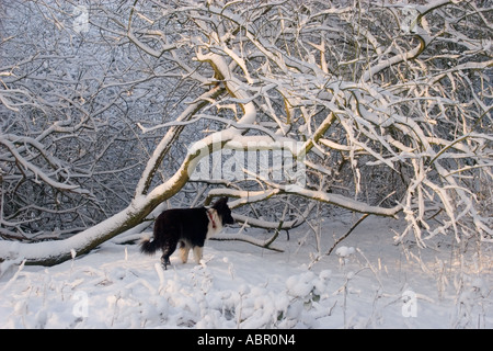 Border Collie à côté arbre tombé dans la neige de l'hiver campagne Kent UK Banque D'Images