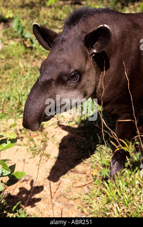 Amazonie, Brésil. Le Tapir (Tapirus terrestris) - anta, un sud-américain d'ongulés à embout d'impair. L'État de Mato Grosso. Banque D'Images