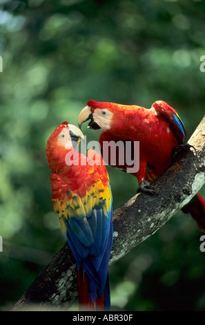 Forêt Amazonienne, au Brésil. Deux rouge, jaune et bleu aras rouges (Ara macao) perché sur une branche. Banque D'Images