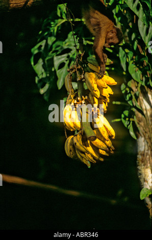 Tataquara, au Brésil. Singe sauvage en tenant les bananes d'un groupe. Banque D'Images