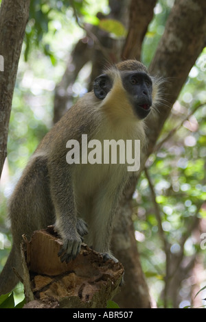 La station de signal Hall Grenade Barbade Green Monkey Forest Banque D'Images