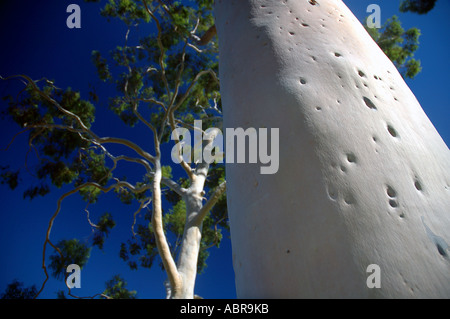 Citron mûr gommiers parfumés Eucalyptus citriodora dans Parc Kings Perth Western Australia Banque D'Images