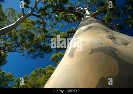 Citron mûr gommiers parfumés Eucalyptus citriodora dans Parc Kings Perth Western Australia Banque D'Images