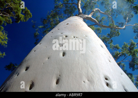 Citron mûr gommiers parfumés Eucalyptus citriodora dans Parc Kings Perth Western Australia Banque D'Images