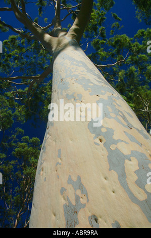 Belle mouchetée de tronc d'un gommier parfumé citron mûr Eucalyptus citriodora dans l'ouest de l'Australie Perth Kings Park Banque D'Images