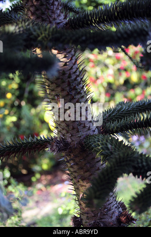 Royaume-uni londres sud arbre monkey puzzle Banque D'Images