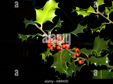 Les feuilles de houx et baies rouges sur holly bush Banque D'Images