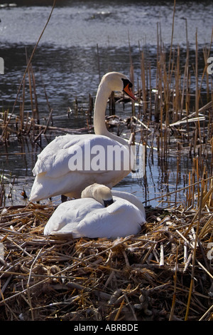 Paire de cygnes tuberculés oeufs à couver sur leur nid de roseaux au début de l'été Banque D'Images