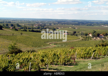 De vignes dans la région de Bergerac Dordogne France près de Monbazillac Banque D'Images