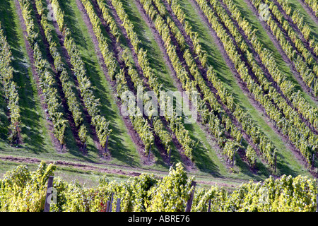 De vignes dans la région de Bergerac Dordogne France près de Monbazillac Banque D'Images