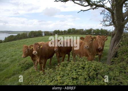 Vaches dans une ferme Mahee Island Strangford Lough County Down Irlande du Nord Banque D'Images