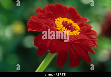 Daisy (Zinnia elegans) Fleur rouge Banque D'Images