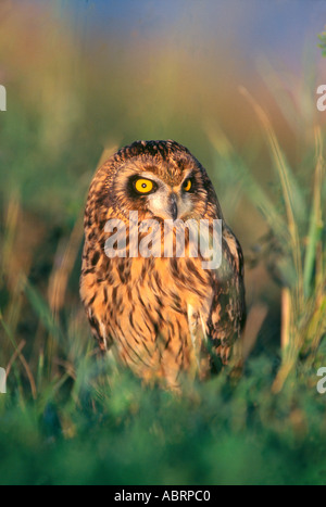 Hibou moyen court près de leur nid sur les Grandes Plaines Banque D'Images