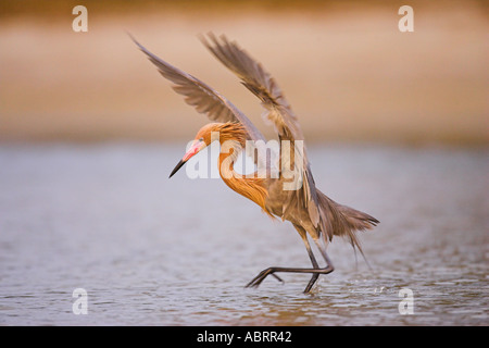 Aigrette rougeâtre à l'aide de technique de chasse unique Banque D'Images