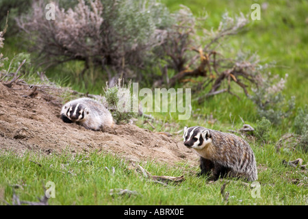 Kits de blaireau près de den in Yellowstone Banque D'Images