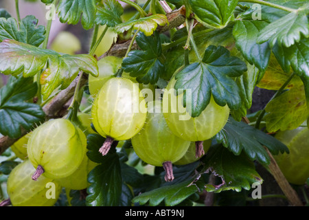 Ribes uva crispa, groseilles pousse dans un jardin anglais Banque D'Images