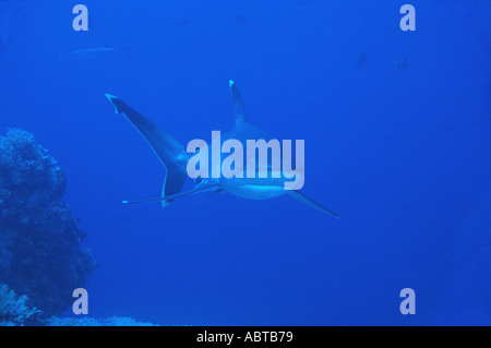 Requin Carcharhinus albimarginatus Silvertip Remora Echeneis naucrates South Point de Sha b Rumi Reef Reef romaine de la mer Rouge au Soudan Banque D'Images