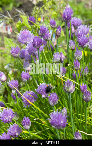 Bourdon se nourrissant de ciboulette dans le jardin de la faune Wildlife Trust Lancashire Banque D'Images