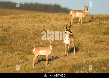 Au cours de l'automne l'antilope d'ornière Banque D'Images