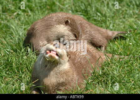 Les loutres de jeunes jouant à Ashburton Otter Sanctuary Devon, Angleterre Royaume-Uni UK Banque D'Images