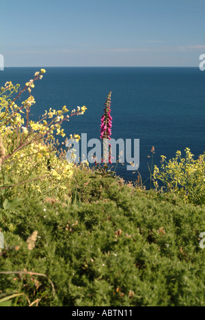 La digitale unique en pleine floraison avec Ciel et Mer Bleue en arrière-plan sur la côte de Cornouailles Angleterre Royaume-Uni UK Banque D'Images
