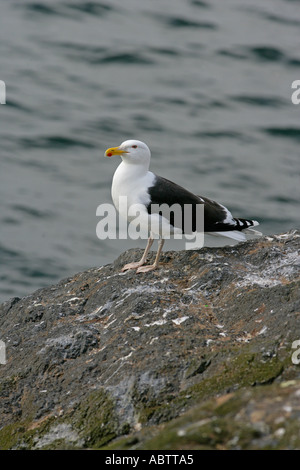 Noir grand goéland marin Larus marinus Banque D'Images