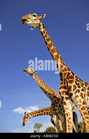 Le sud de Girafe Giraffa camelopardalis giraffa mâles adultes peuvent être de 18 pieds ou 54 mètres de hauteur du Sud Banque D'Images