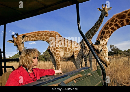 Le sud de Girafe Giraffa camelopardalis giraffa avec les touristes sur la commande de jeu Private Game Reserve Afrique du Sud libérée du modèle Banque D'Images