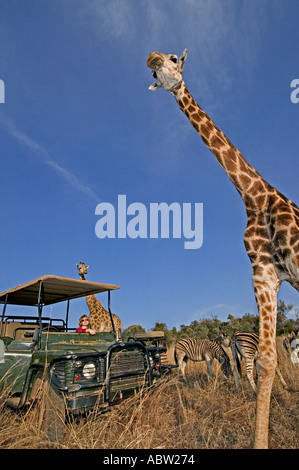 Le sud de Girafe Giraffa camelopardalis giraffa avec les touristes sur la commande de jeu Private Game Reserve Afrique du Sud libérée du modèle Banque D'Images
