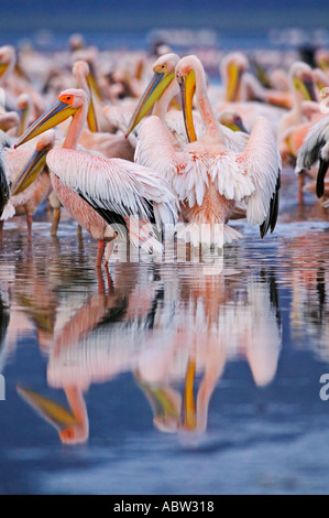 Le Pélican blanc Pelecanus onocrotalus et repos au lissage sur Lake Shore Parc national du Lac Nakuru au Kenya Banque D'Images