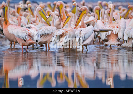 Le Pélican blanc Pelecanus onocrotalus et repos au lissage sur Lake Shore Parc national du Lac Nakuru au Kenya Banque D'Images