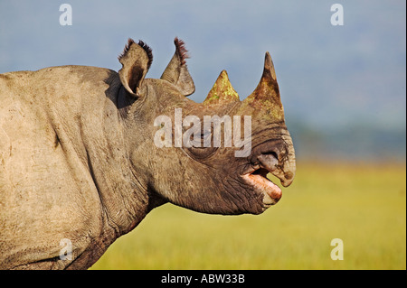 Le rhinocéros noir Diceros bicornis sous veau adultes Parc national du Lac Nakuru au Kenya Banque D'Images
