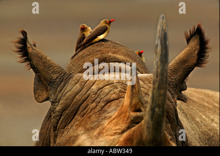 Le rhinocéros noir Diceros bicornis bull adultes avec redbilled oxpeckers à la recherche de parasites sur la peau de rhinocéros au Kenya Banque D'Images