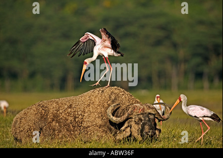 Yellowbilled Stork Mycteria ibis avec Sleeping Buffalo Parc national du lac Nakuru Kenya Afrique Dist Banque D'Images