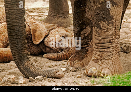 L'éléphant d'Afrique Loxodonta africana jeune veau se couche pour dormir pendant que le reste du parc d'Amboseli Kenya troupeau détend Banque D'Images