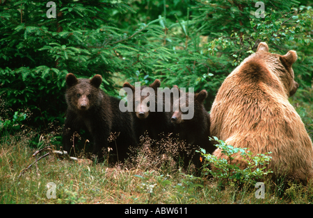 Ours brun avec 3 oursons / Ursus arctos Banque D'Images