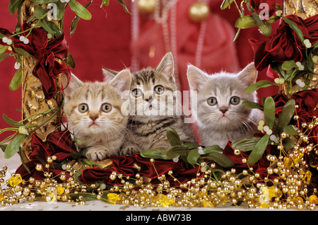 Noël : Katzen - trois chatons tabby dans décoration de Noël Banque D'Images