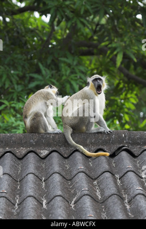 Une femelle ou vervet monkey vert se toilette un mâle est de retour Banque D'Images