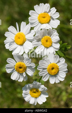 Bellis perennis chefs daisy Banque D'Images