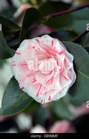 Camellia contessa lavinia maggi 1862 Blanc Rose rare rare japonica printemps début première close up atmospheric moody classic Banque D'Images