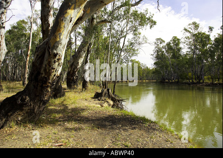 Murray River et parc d'état de Barmah Australie Victoria Banque D'Images